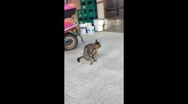 Felines’ Friendly Playing under Owner's Command in China