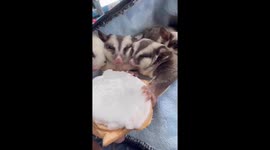 Four pet sugar gliders tuck into fresh coconut