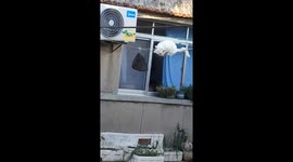 Cat's hilarious tightrope attempt to snag fish from laundry lines ends in comical tumble