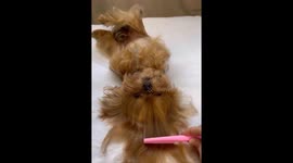 Dog enjoys crocheting: grooming and fun in Kyiv