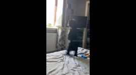 Nosey Wee Pup Waddles For A View