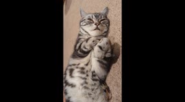 Purring Cat Is the Face of Pure Bliss