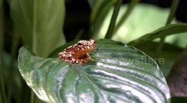 Flying Frogs Camouflage Themselves As Poo To Avoid Being Eaten By Predators Says Study in Vienna Zoo