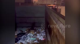 Canada cops rescue dumpster-diving raccoon using wooden plank