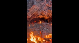 Looks like a regular fire bit it is a whole olive tree!