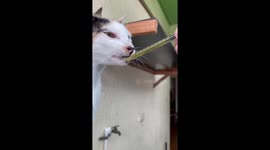 Kitten laps up her vitamins through syringe