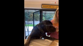 Silly dog sticks his neck out for owner as she risks her safety by using... Sellotape!