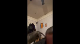 Hyperactive dog unleashes his brand of craziness on exhausted owner