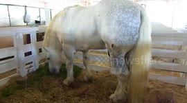 Cavalo muito bonito se alimentando na cocheira e tive que gravar