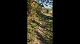 Heartwarming moment: 30 puppies greet rescuers near Avdiivka, Ukraine