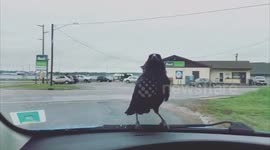 Crow Would Rather Drive Than Fly