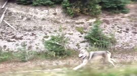 Grey Wolf Chases Family in Car