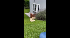 Golden Retriever Puppies Play Outside together when one rolls down the hill