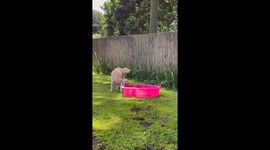 Adorable golden retriever puppies play in splash pool during South African summer