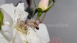 Extremely Rare Wild Spiny Flower Mantis Nymph spotted consuming a bee on a rose in South Africa