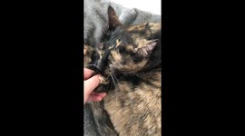 Adorable tortoiseshell rescue cat takes comfort in suckling her tail