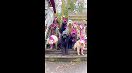 Eleven Fluffy Fashionistas