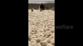 UK: Dogs Enjoy Seafoam Covering Northumberland Coast Brought By Storm Babet