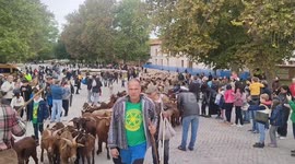 Hundreds of sheep and goats cross the center of Madrid for the annual Transhumance Festival on 22 October, 2023.