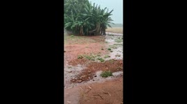 Mama Dog Saves Her Puppies From Storm