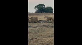Rare moment lion pride attack crocodile stranded on dry land