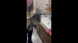 Wet puppy loses it when owner uses hairdryer on his fur