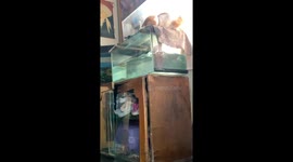 Playful 5-month-old cat Niko splashes in aquarium