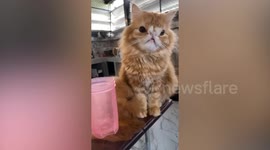 This pet cat with a flat muzzle has an adorably strange appearance