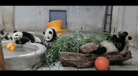 Energetic Chinese Panda 