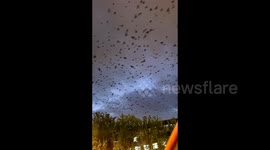 Sky witnesses Harry Potter-like spectacle of swirling birds in China
