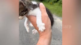 Amazing Kitten Rescues