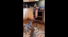 Curious canines Mike & Frankie confront intriguing Frenchie toy