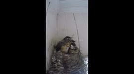 Robin chicks wait expectantly for their parent to arrive with breakfast.