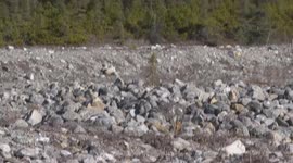 Wild Caribou Climb Dry Riverbed in Yukon, Canada