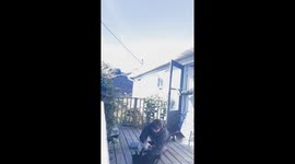 Woman's attempt to get feral cat in box descends into hilarious chaos