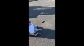 Sons Encounter A Toy That Is Not For Dogs