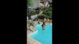First-time pool paw-splashing with Talaz and Taiga in Saint-Étienne, France