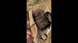 Firefighter rescues hedgehog from Kherson region blaze set by arsonists