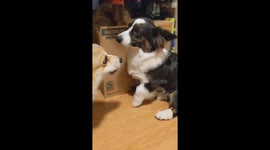 Playful corgi duo: Gustaff and Edelweiss share a closet clash
