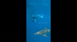 Swimming in the ocean with a few sharks on a clear day