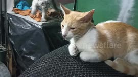 Este es otro gatito que se adoptó dándole un hogar para que no esté en la calle solo