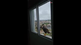 A couple of Falcons sit on a window sill and fluff up each other's feathers