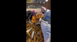 Chinese Family Digs Through Corn Pile to Help Determined Dog Find Lost Bone