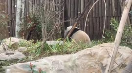 Playful Panda Mishap: Chengdu's Panda Playing with Water Pipe