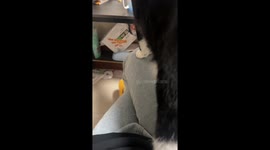 Mischievous Chinese Kitten Foot Slips and Knocks Over Glass at Home