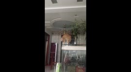 Cat Startled by Owner's Mum's Unusual Teasing Pose like Zoombie in China