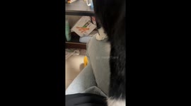 Clumsy kitten knocks over glass on owner's desk