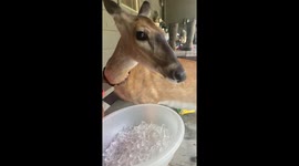 'That Crunch THO!' - The surprise Bambi sequel looks pretty n-ice