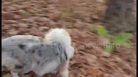 Dog Goes Crazy in the Leaves!