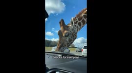 Giraffes in New Jersey!